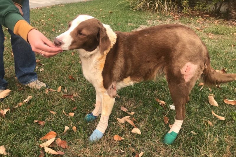 Fire in California: A lost dog who stood guard in front of the only house still intact in his neighborhood has finally been reunited with his family