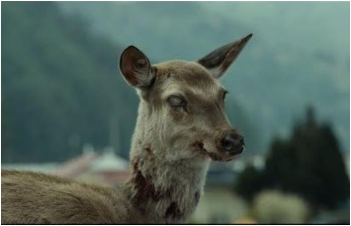 Is it the Apocalypse? Zombie deer could infect humans